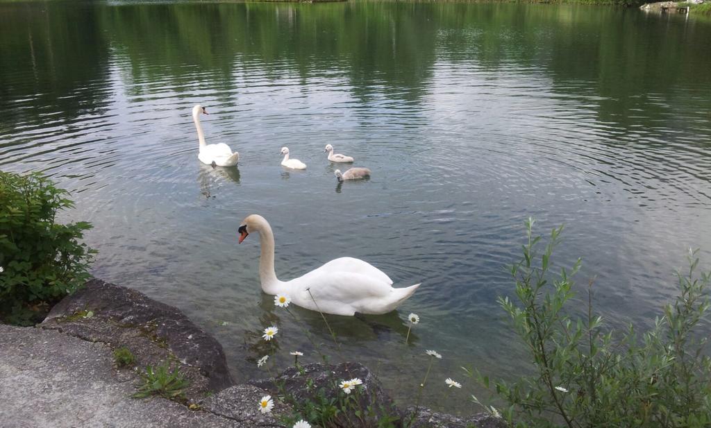 Appartement - Ferienwohnungen - Gaestehaus Gabriele Drobollach am Faakersee Buitenkant foto